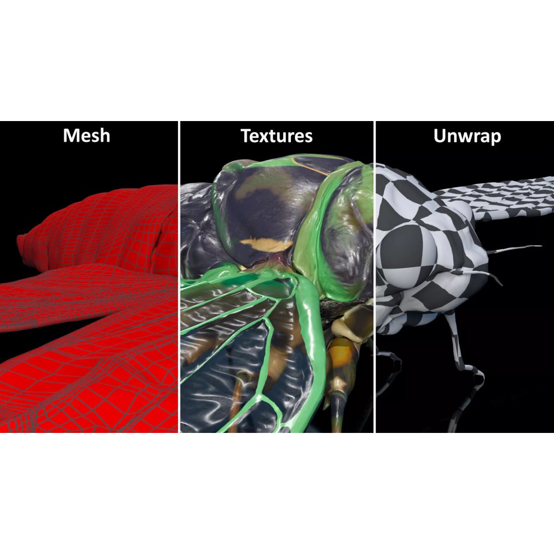 Cicada 3D Model – High Quality Polygonal Insect Asset, PBR Textures - View 20