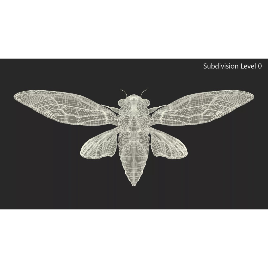 Cicada 3D Model – High Quality Polygonal Insect Asset, PBR Textures - View 21
