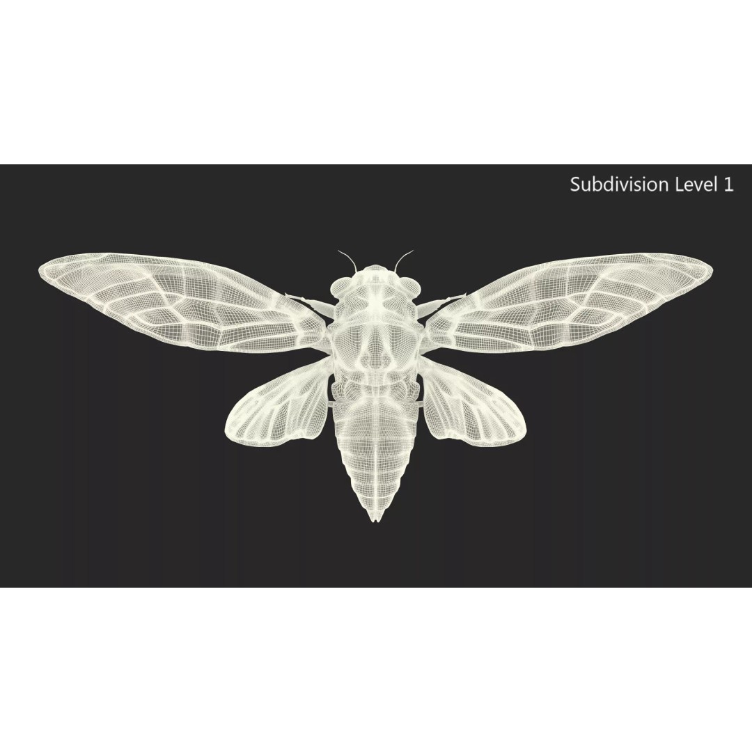 Cicada 3D Model – High Quality Polygonal Insect Asset, PBR Textures - View 22