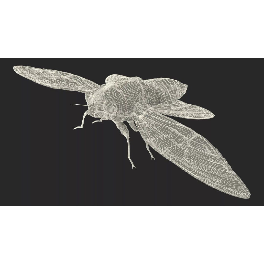 Cicada 3D Model – High Quality Polygonal Insect Asset, PBR Textures - View 26