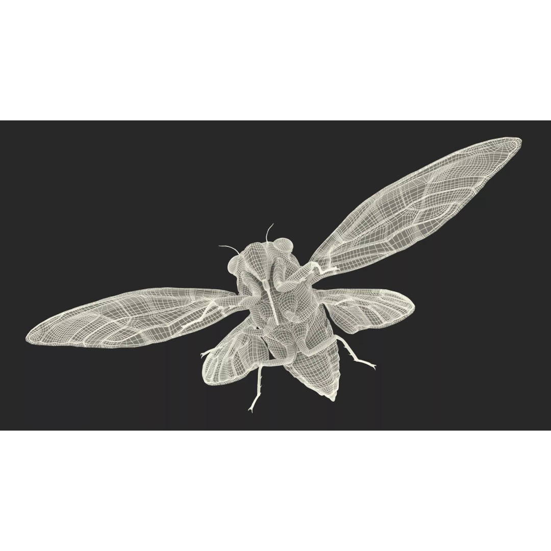 Cicada 3D Model – High Quality Polygonal Insect Asset, PBR Textures - View 27