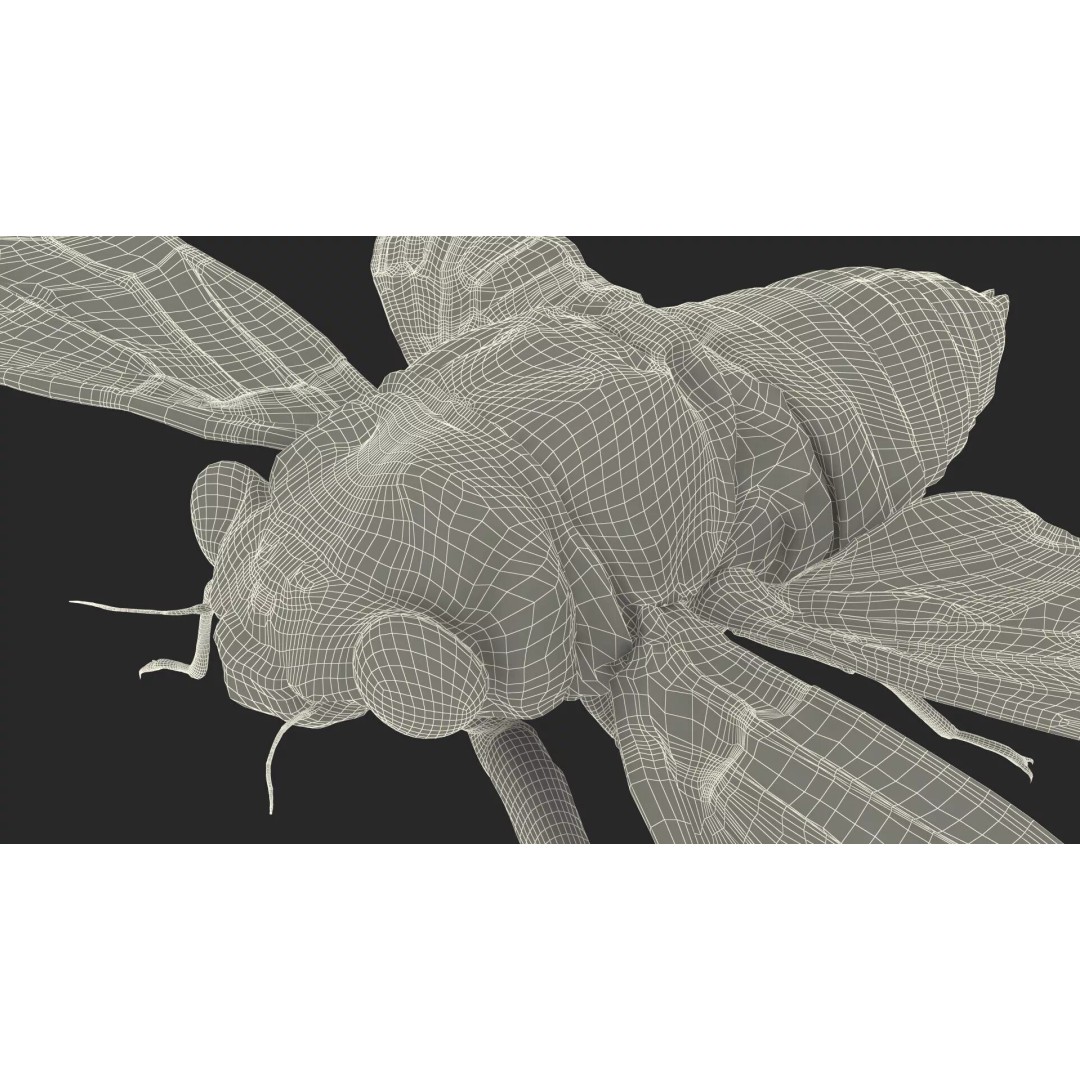 Cicada 3D Model – High Quality Polygonal Insect Asset, PBR Textures - View 28