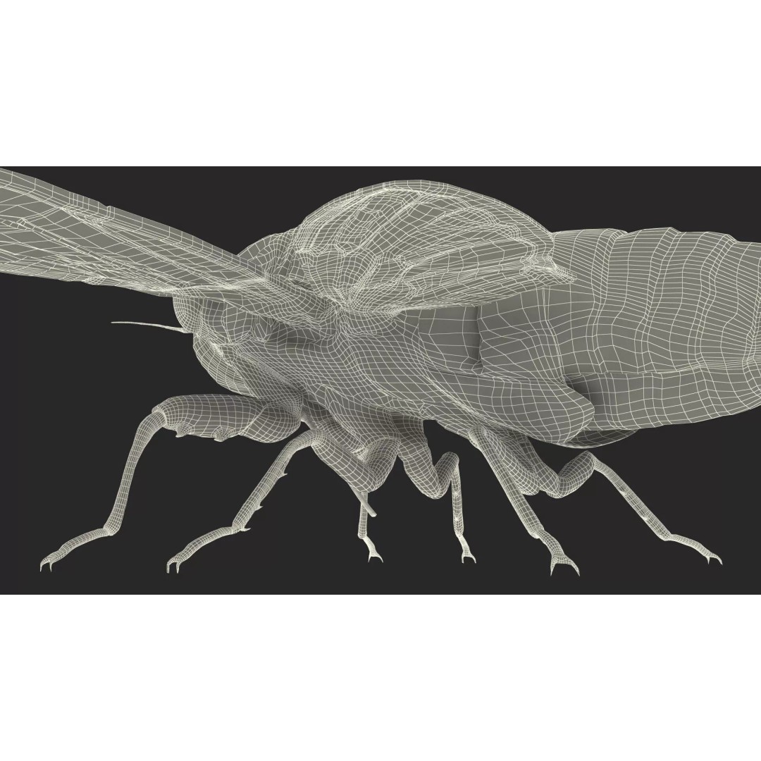 Cicada 3D Model – High Quality Polygonal Insect Asset, PBR Textures - View 29
