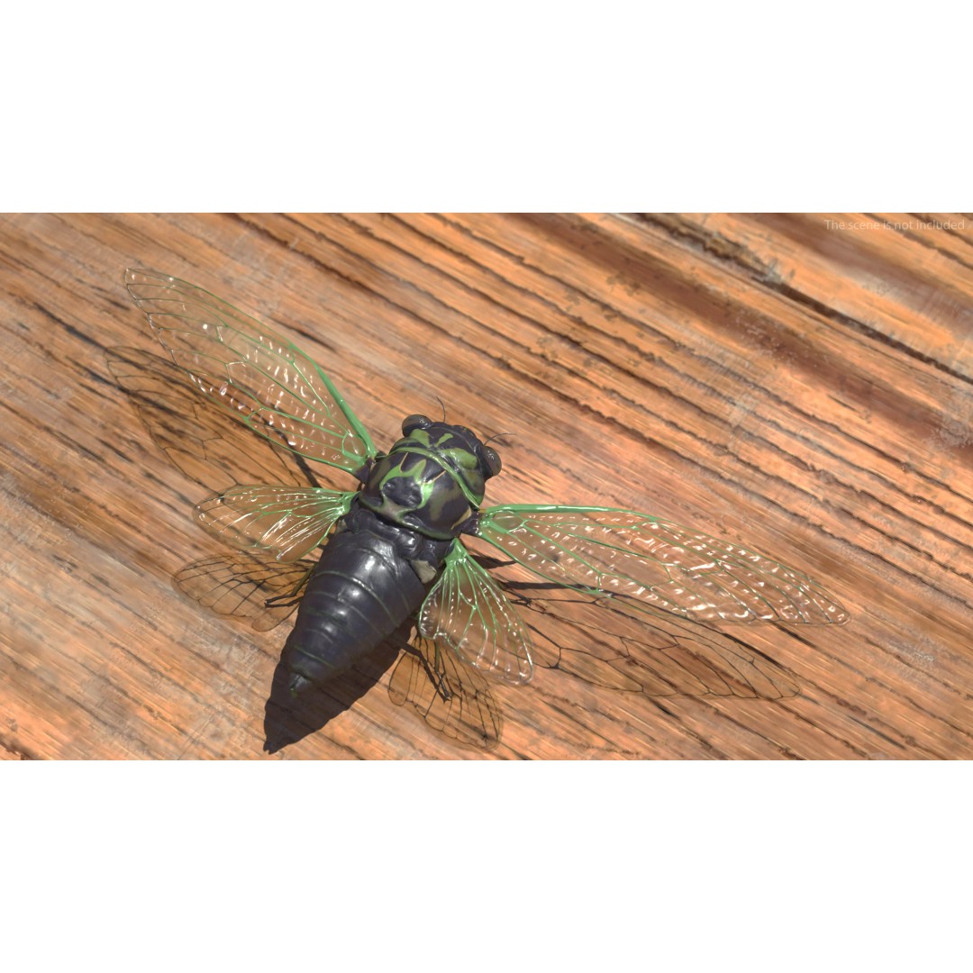 Cicada 3D Model – High Quality Polygonal Insect Asset, PBR Textures - View 3