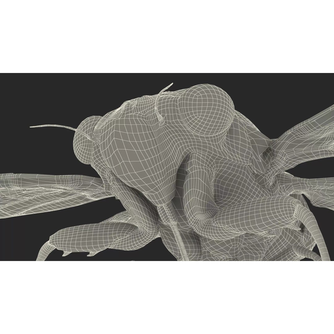 Cicada 3D Model – High Quality Polygonal Insect Asset, PBR Textures - View 30