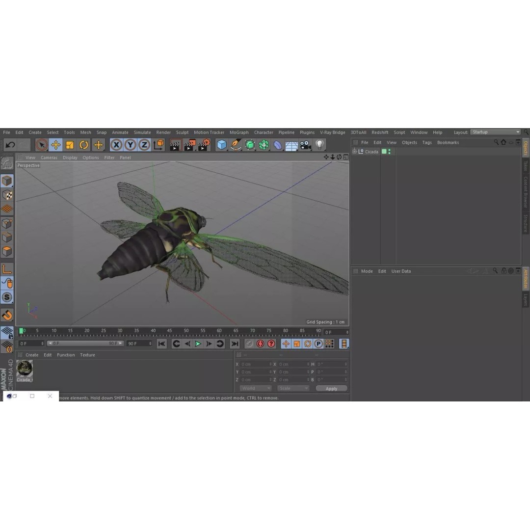 Cicada 3D Model – High Quality Polygonal Insect Asset, PBR Textures - View 32