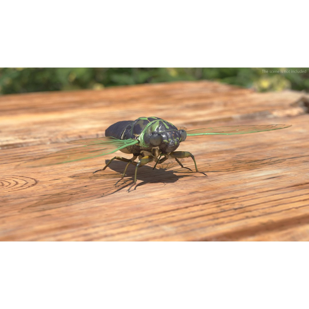 Cicada 3D Model – High Quality Polygonal Insect Asset, PBR Textures - View 4