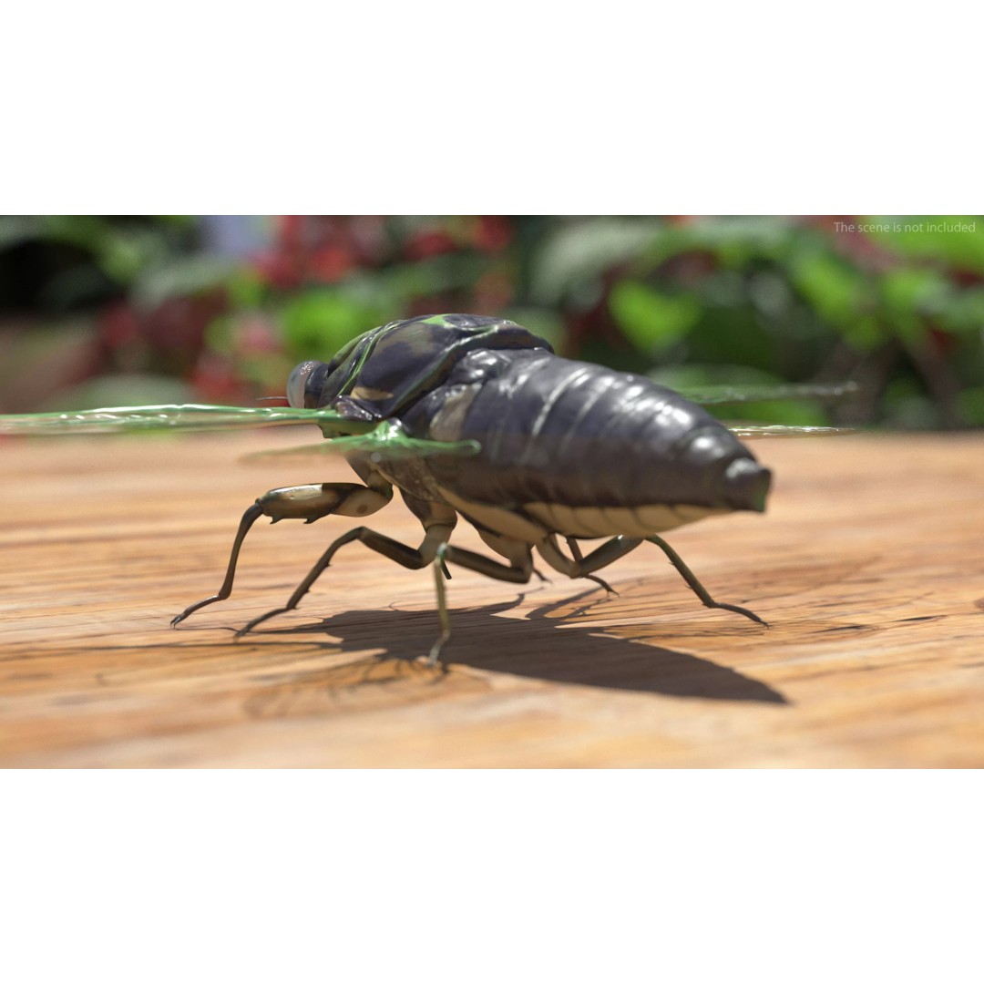 Cicada 3D Model – High Quality Polygonal Insect Asset, PBR Textures - View 5