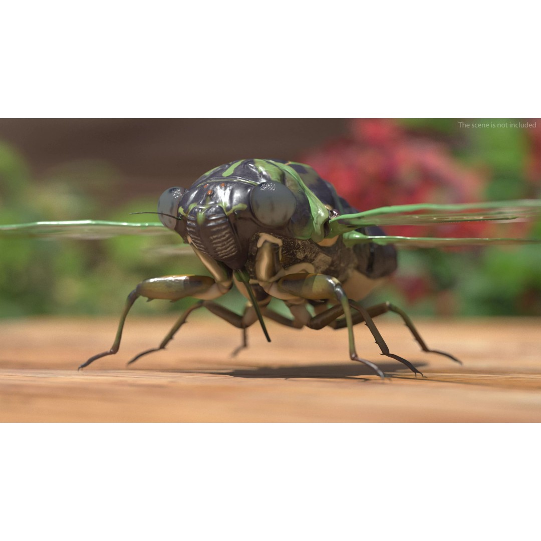 Cicada 3D Model – High Quality Polygonal Insect Asset, PBR Textures - View 6