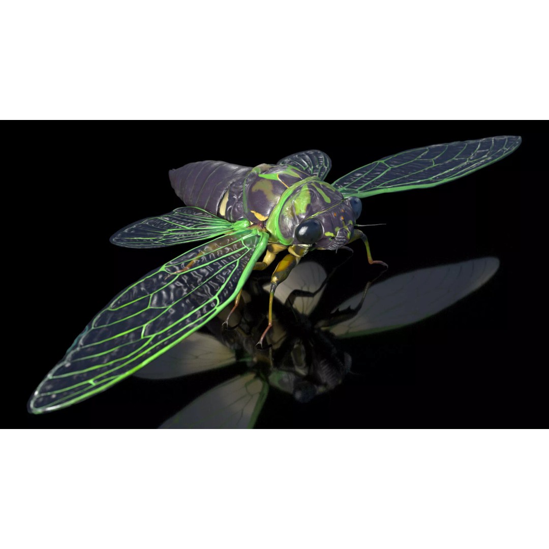 Cicada 3D Model – High Quality Polygonal Insect Asset, PBR Textures - View 7