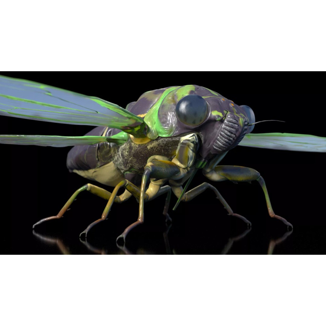 Cicada 3D Model – High Quality Polygonal Insect Asset, PBR Textures - View 8