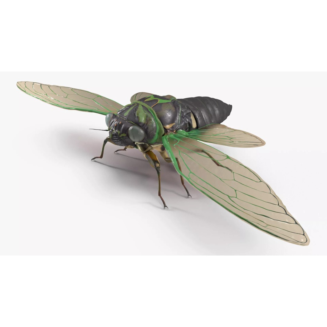 Cicada 3D Model – High Quality Polygonal Insect Asset, PBR Textures - View 9