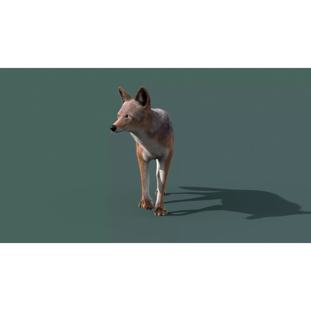 Black Backed Jackal 3D Model – Animated Rigged Character for Maya - View 10