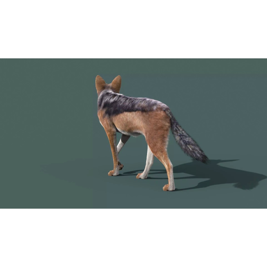 Black Backed Jackal 3D Model – Animated Rigged Character for Maya - View 11