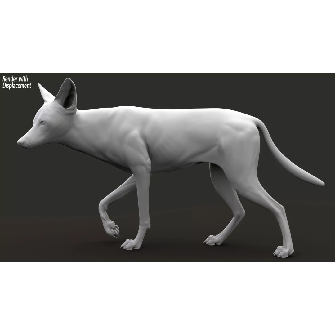 Black Backed Jackal 3D Model – Animated Rigged Character for Maya - View 12