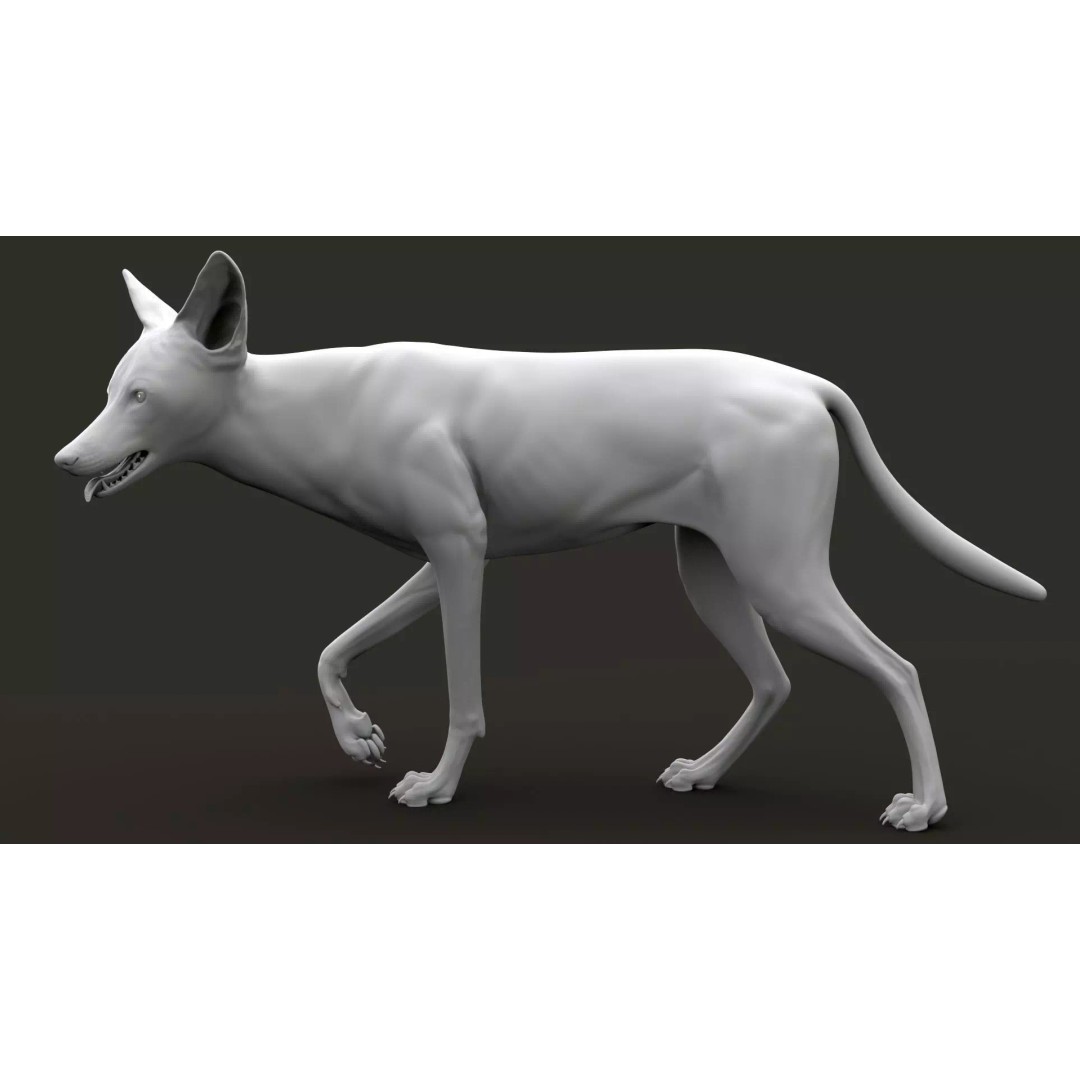 Black Backed Jackal 3D Model – Animated Rigged Character for Maya - View 13