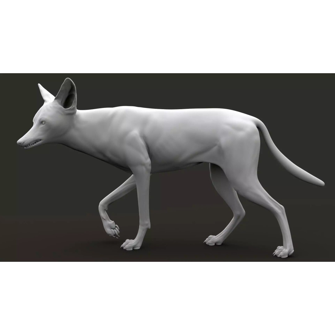 Black Backed Jackal 3D Model – Animated Rigged Character for Maya - View 14