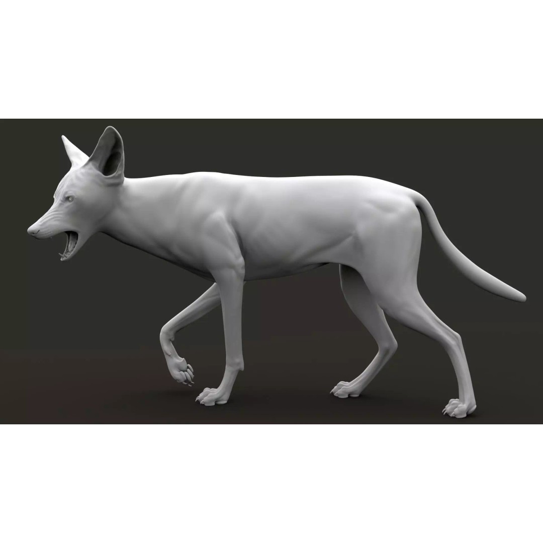 Black Backed Jackal 3D Model – Animated Rigged Character for Maya - View 15