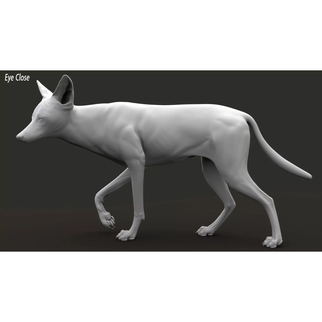 Black Backed Jackal 3D Model – Animated Rigged Character for Maya - View 16