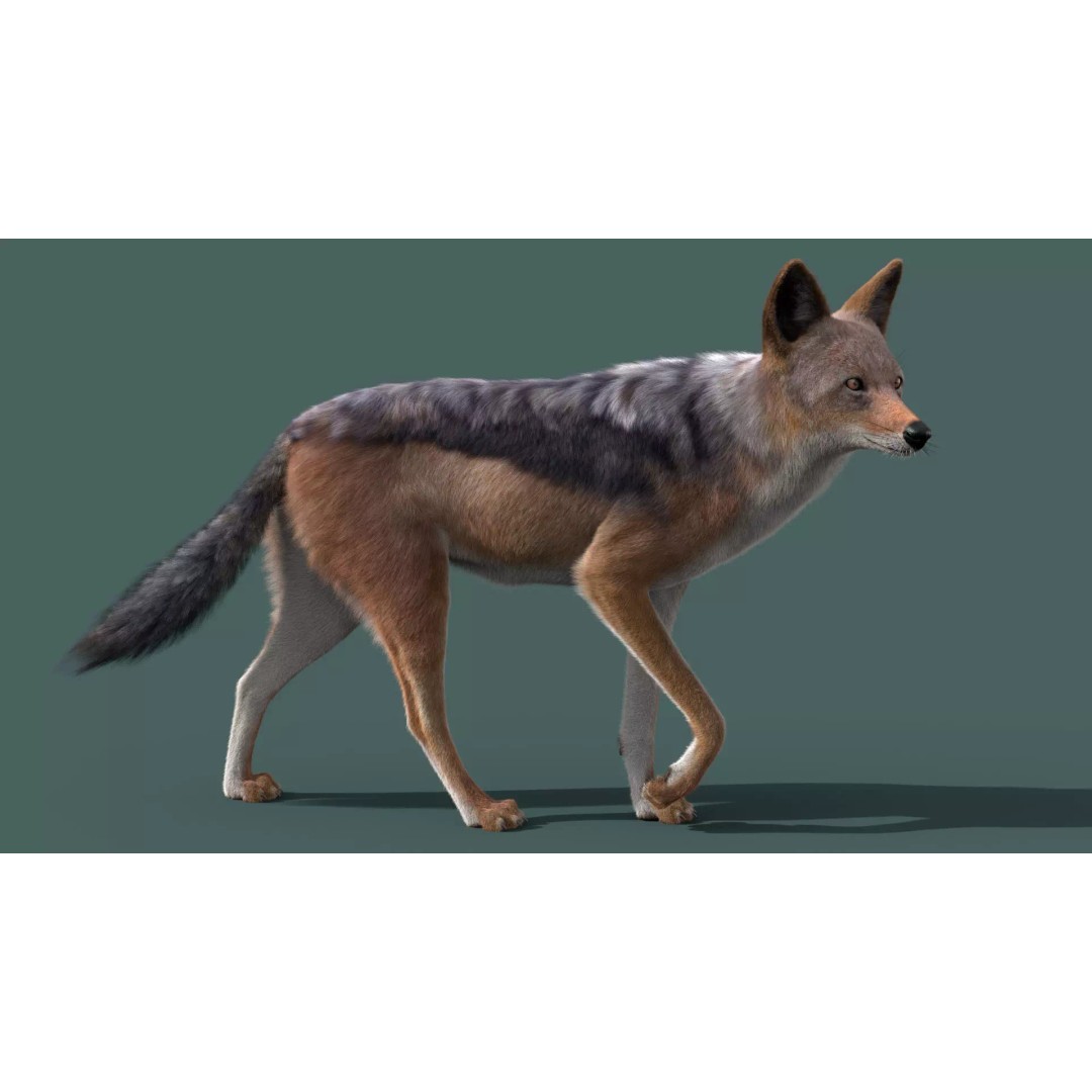 Black Backed Jackal 3D Model – Animated Rigged Character for Maya - View 2