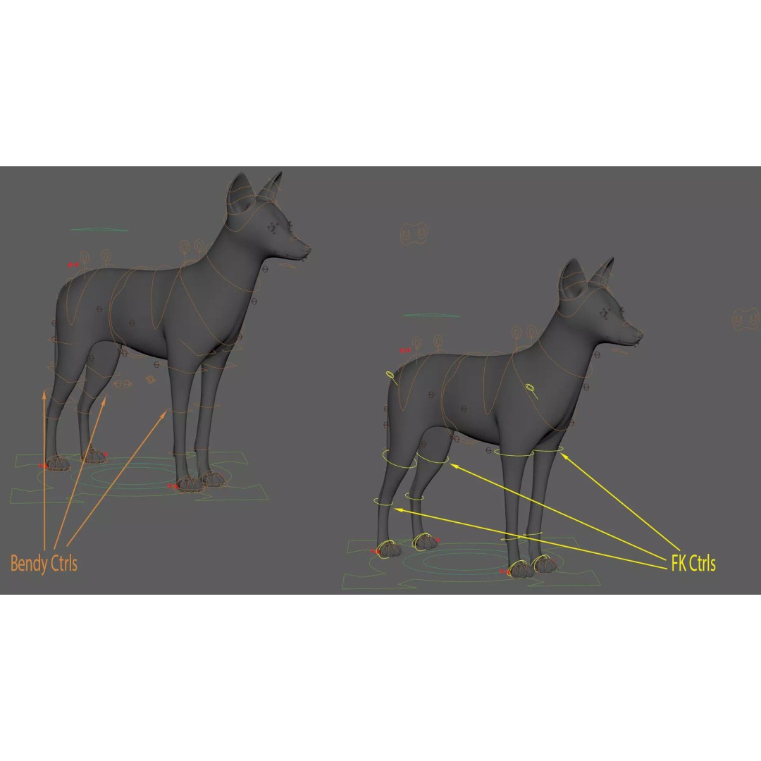 Black Backed Jackal 3D Model – Animated Rigged Character for Maya - View 20