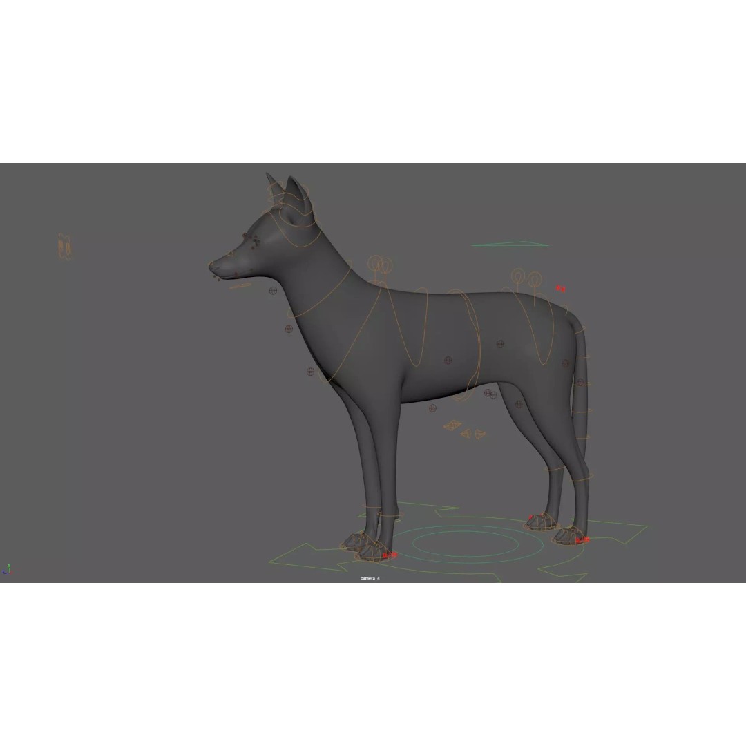 Black Backed Jackal 3D Model – Animated Rigged Character for Maya - View 21