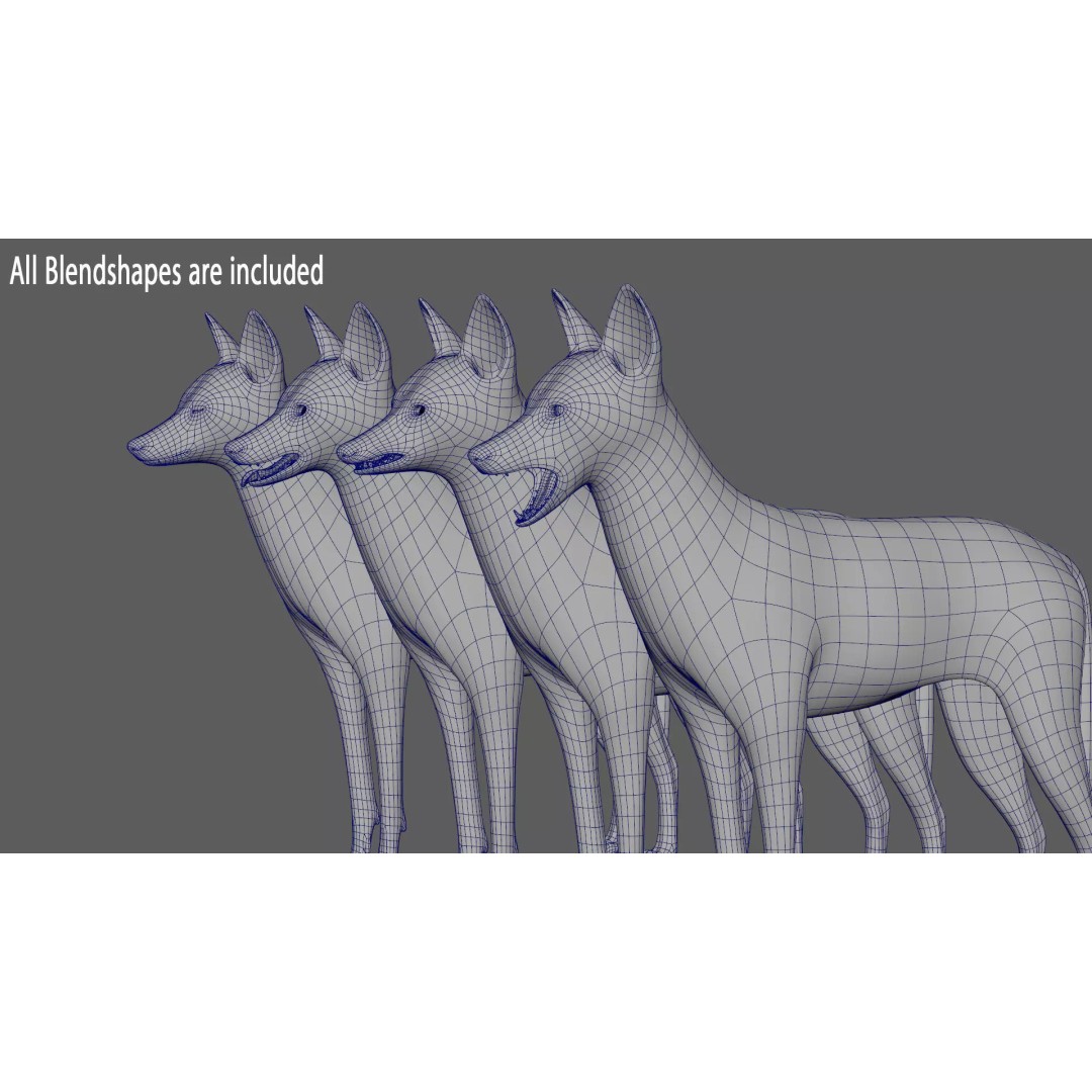 Black Backed Jackal 3D Model – Animated Rigged Character for Maya - View 23