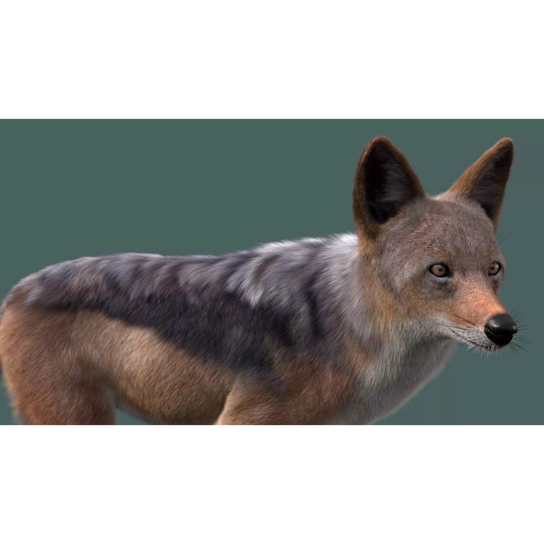 Black Backed Jackal 3D Model – Animated Rigged Character for Maya - View 3