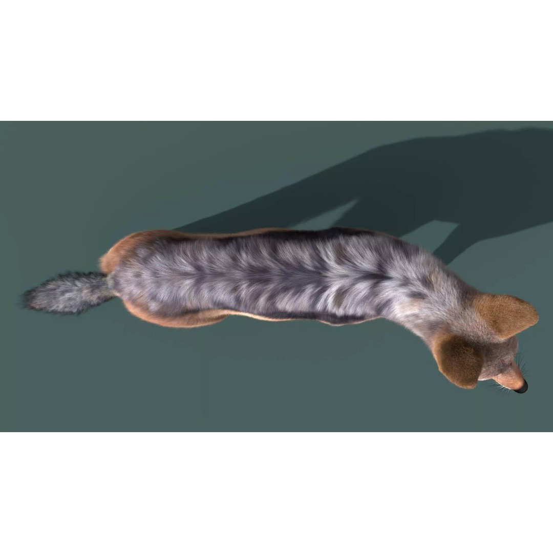 Black Backed Jackal 3D Model – Animated Rigged Character for Maya - View 4