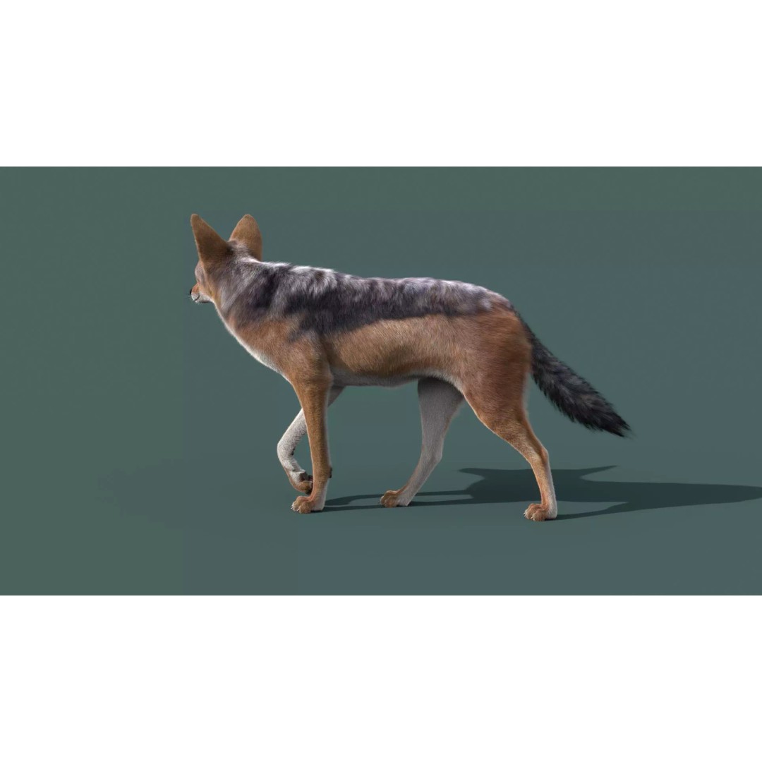 Black Backed Jackal 3D Model – Animated Rigged Character for Maya - View 5