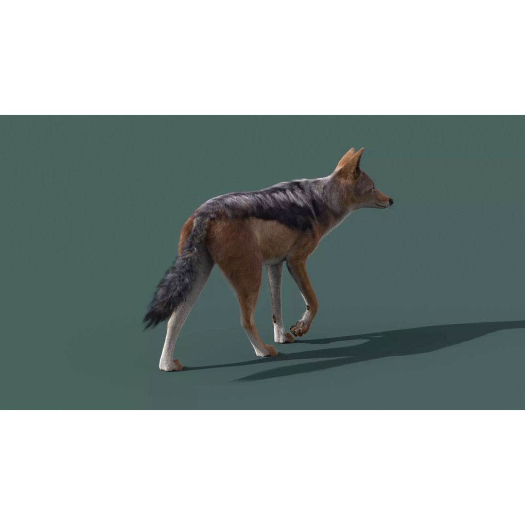 Black Backed Jackal 3D Model – Animated Rigged Character for Maya - View 6