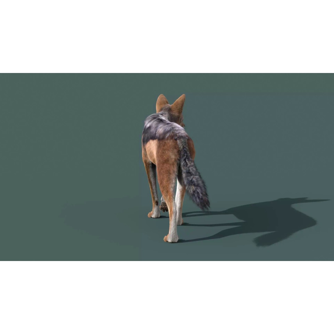Black Backed Jackal 3D Model – Animated Rigged Character for Maya - View 7