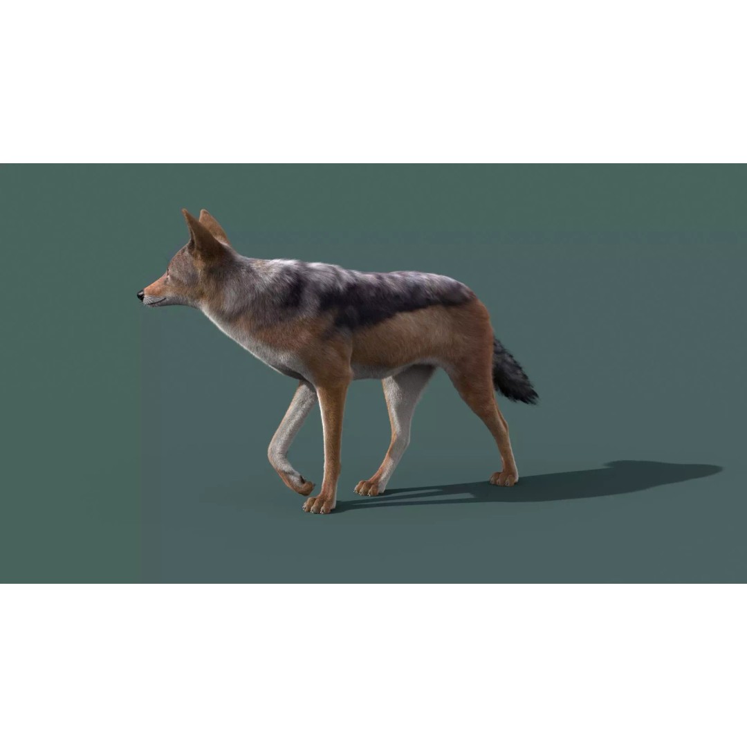 Black Backed Jackal 3D Model – Animated Rigged Character for Maya - View 8