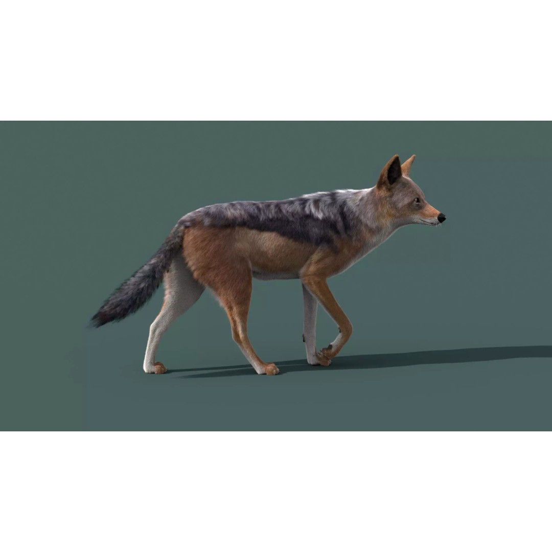 Black Backed Jackal 3D Model – Animated Rigged Character for Maya - View 9