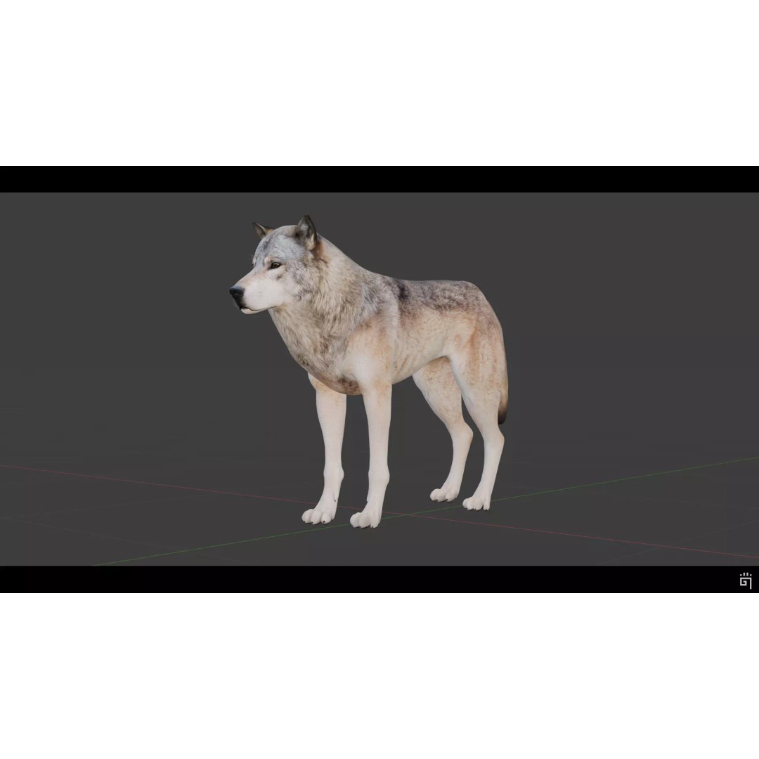 Classic Wolf 3D Model – Low Poly Game-Ready Animated Asset, FBX - View 10
