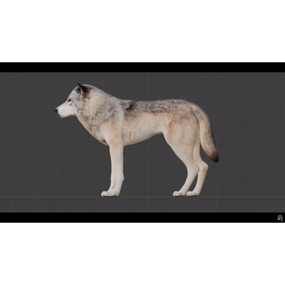 Classic Wolf 3D Model – Low Poly Game-Ready Animated Asset, FBX - View 11