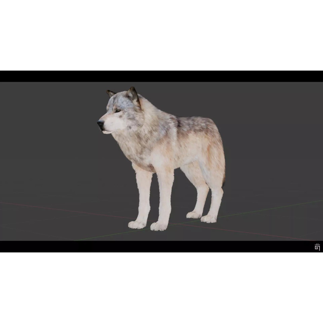 Classic Wolf 3D Model – Low Poly Game-Ready Animated Asset, FBX - View 4