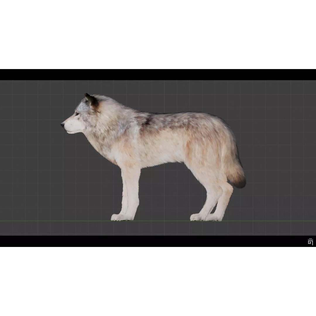 Classic Wolf 3D Model – Low Poly Game-Ready Animated Asset, FBX - View 5