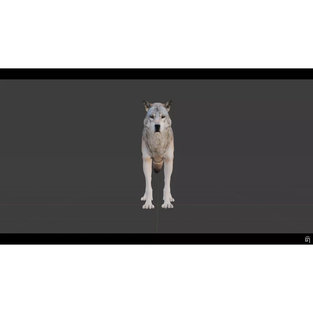 Classic Wolf 3D Model – Low Poly Game-Ready Animated Asset, FBX - View 9