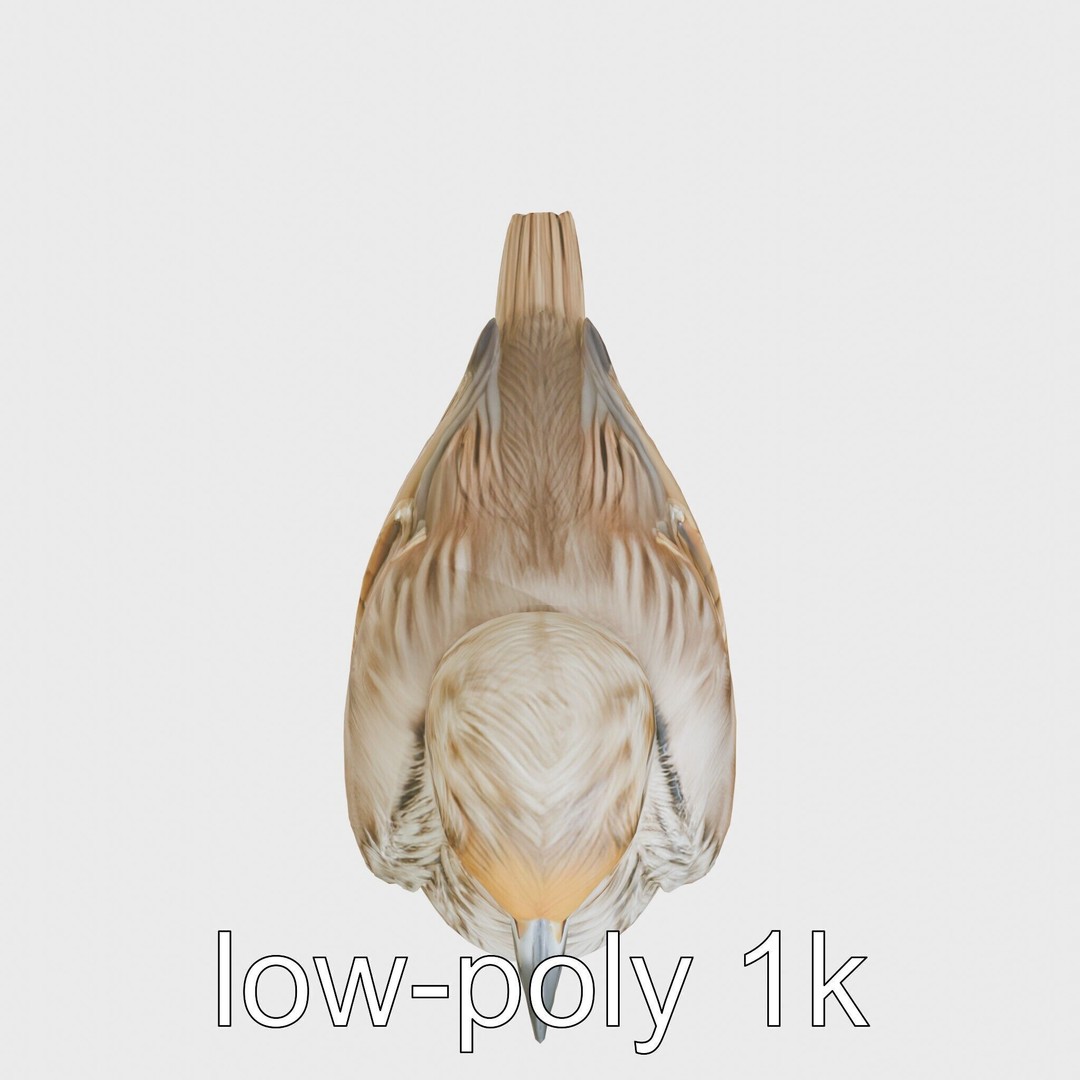 Rock Sparrow 3D Model – Low Poly PBR Bird Asset for Animation - View 11