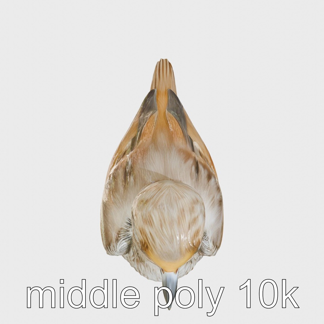 Rock Sparrow 3D Model – Low Poly PBR Bird Asset for Animation - View 12