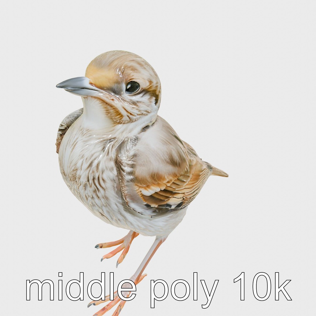 Rock Sparrow 3D Model – Low Poly PBR Bird Asset for Animation - View 16