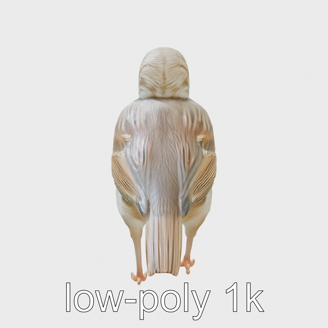 Rock Sparrow 3D Model – Low Poly PBR Bird Asset for Animation - View 19
