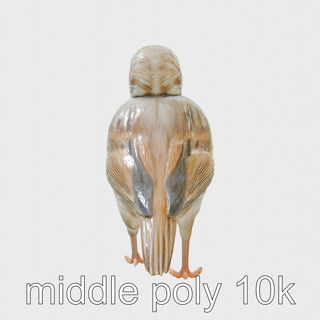 Rock Sparrow 3D Model – Low Poly PBR Bird Asset for Animation - View 4