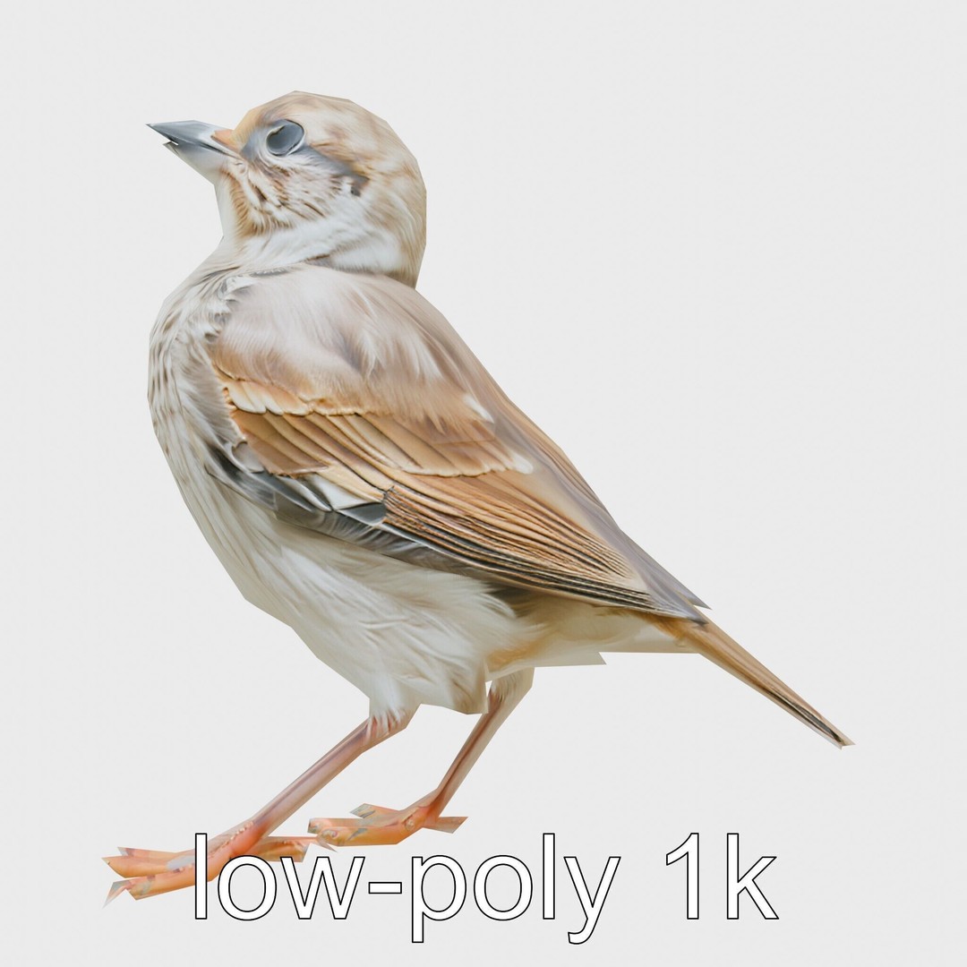 Rock Sparrow 3D Model – Low Poly PBR Bird Asset for Animation - View 6