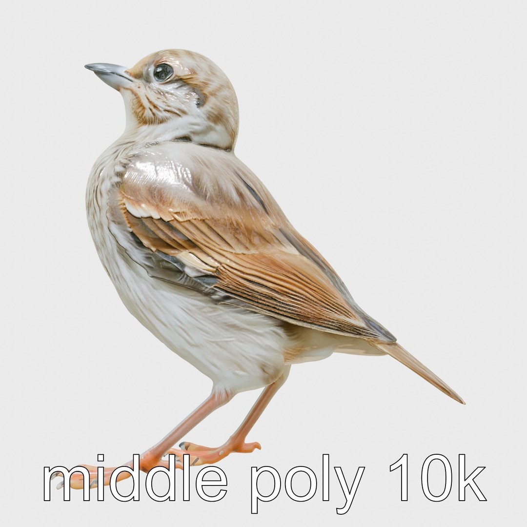 Rock Sparrow 3D Model – Low Poly PBR Bird Asset for Animation - View 7