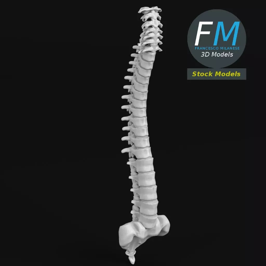 Human Spine 3D Model – Detailed Anatomical Asset, PBR Textures