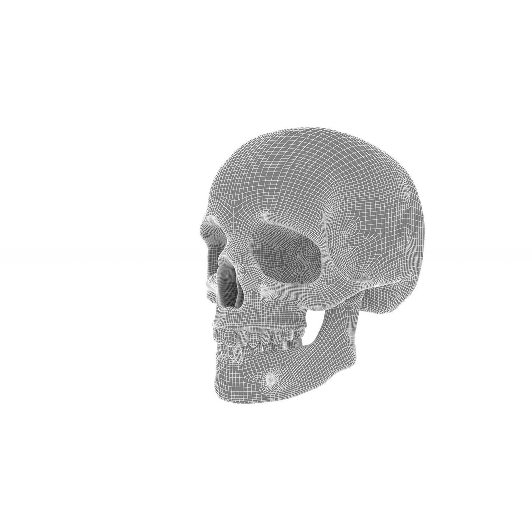 Realistic Human Skull 3D Model – Anatomical Detail, PBR Textures, FBX