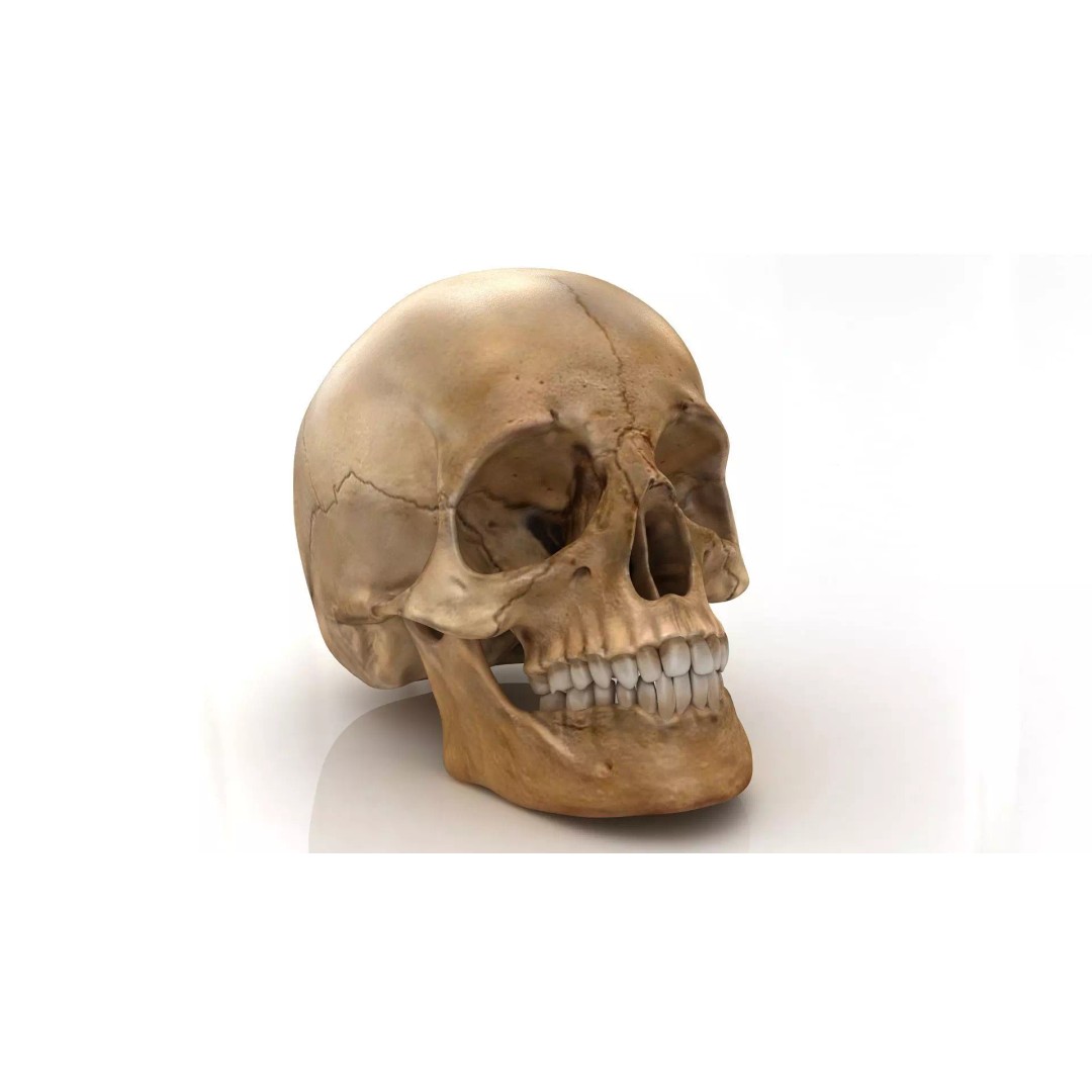 Realistic Human Skull 3D Model – Anatomical Detail, PBR Textures, FBX - View 2