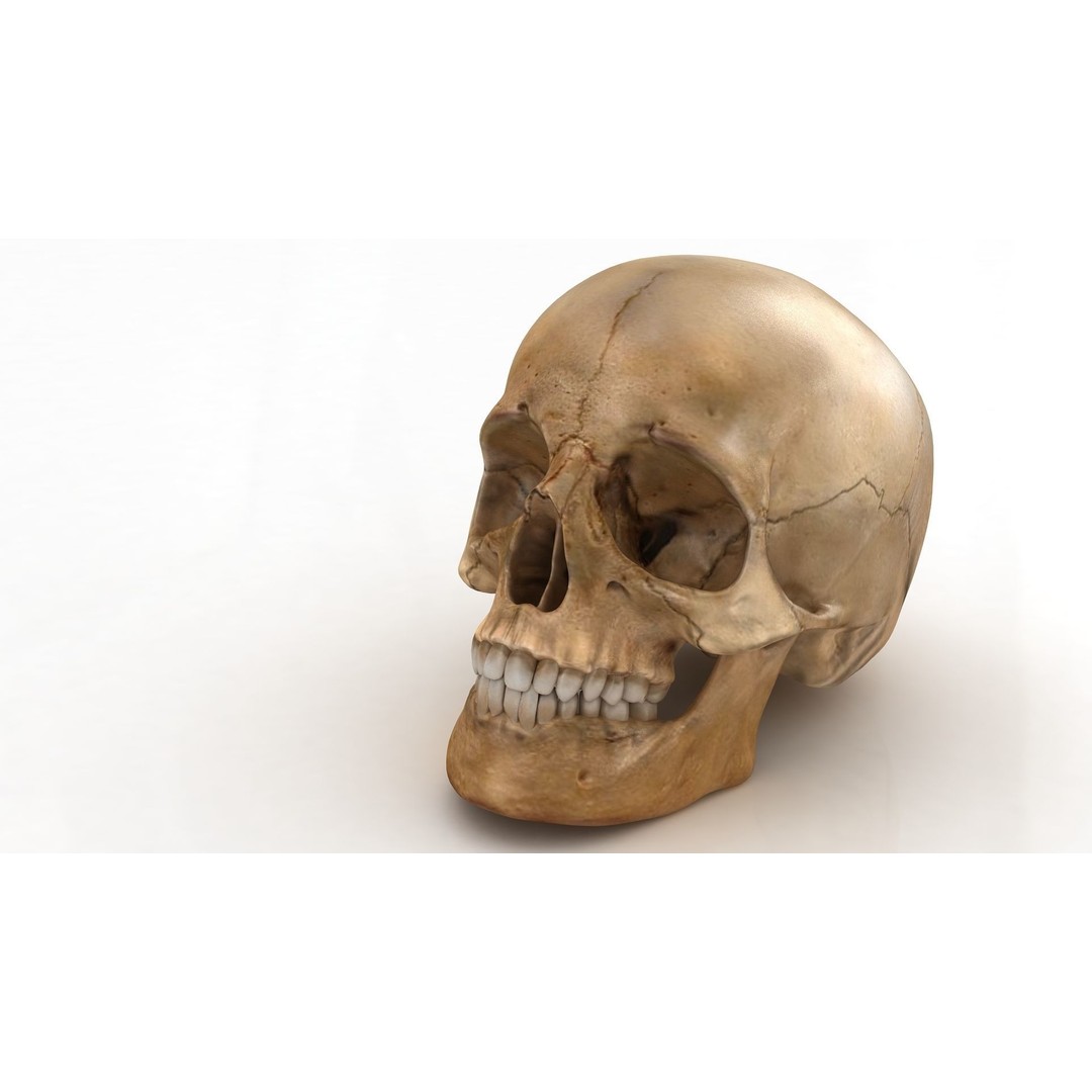 Realistic Human Skull 3D Model – Anatomical Detail, PBR Textures, FBX - View 3